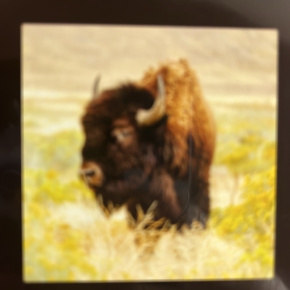 North America Wild Life 2025 12 Month Calendar NIP - Picture 10 of 16